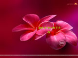 sant vachan Wallpaper